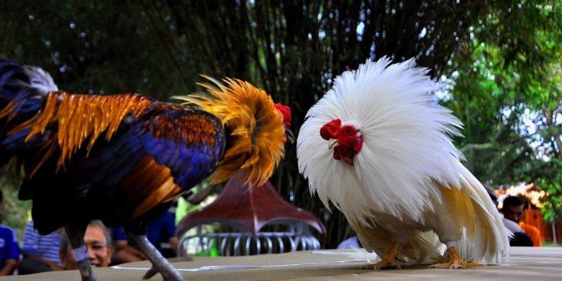 cac-thuat-ngu-da-ga-ve-loi-da-cua-ga